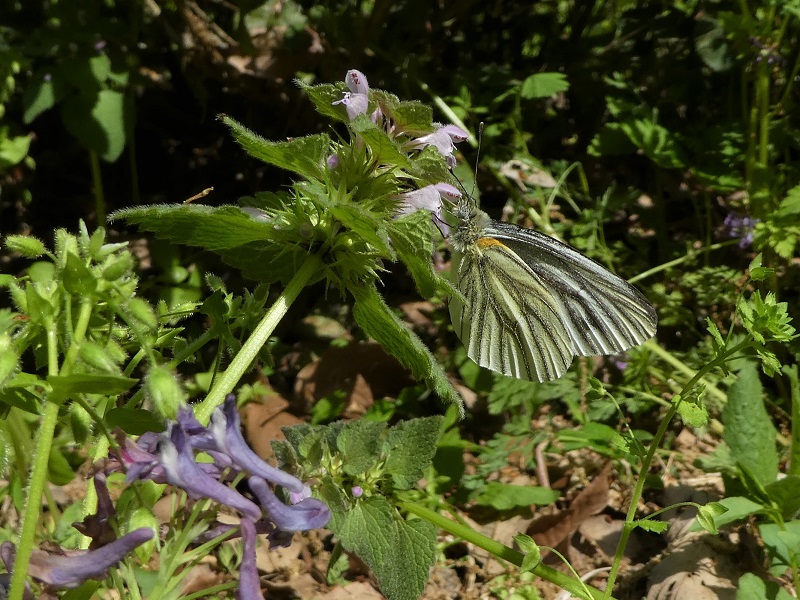 身近な白い蝶スジグロシロチョウ ふれあいの里だより令和3年4月号 狭山丘陵いきものふれあいの里センター