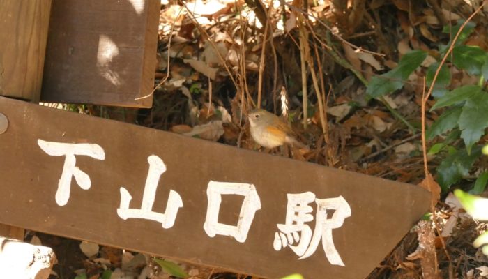 ルリビタキ